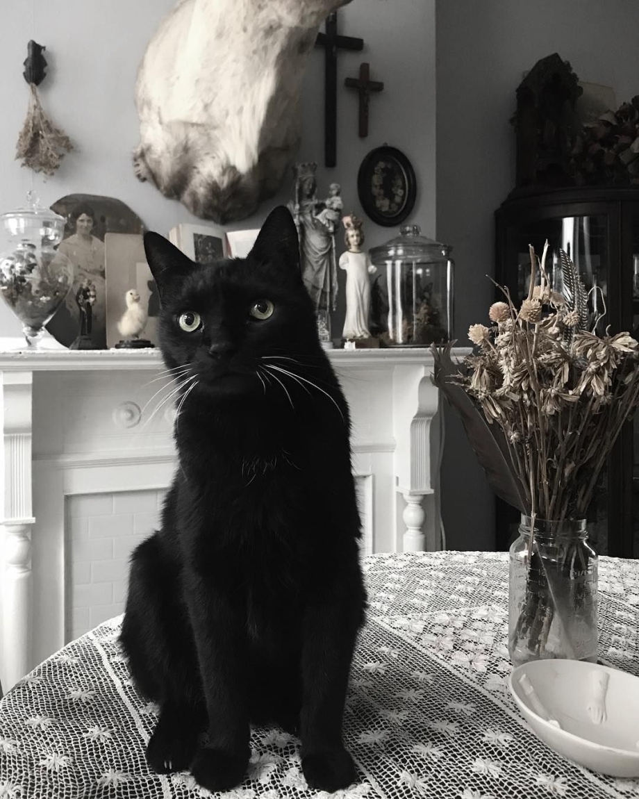 Готический кот