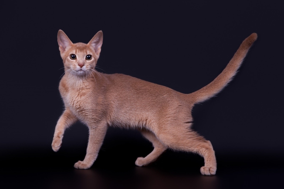 Абиссинская кошка