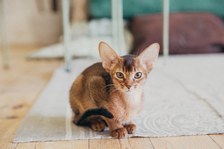 Абиссинская кошка Ruddy