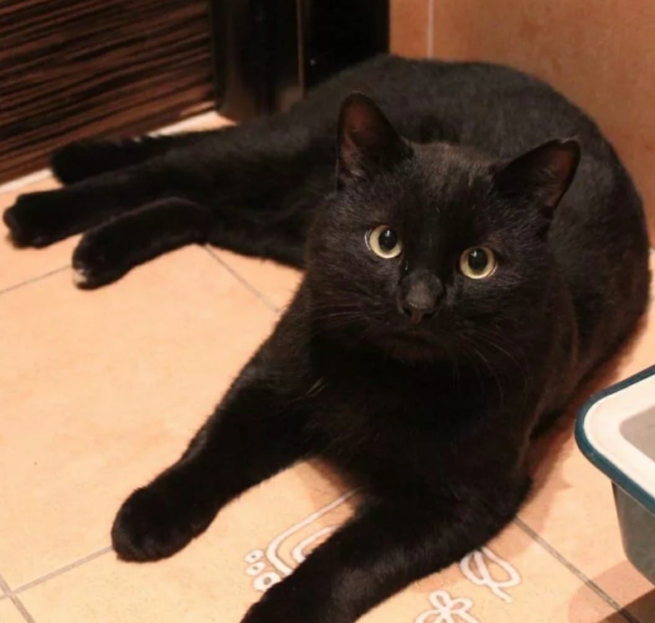 Домашняя черная кошка