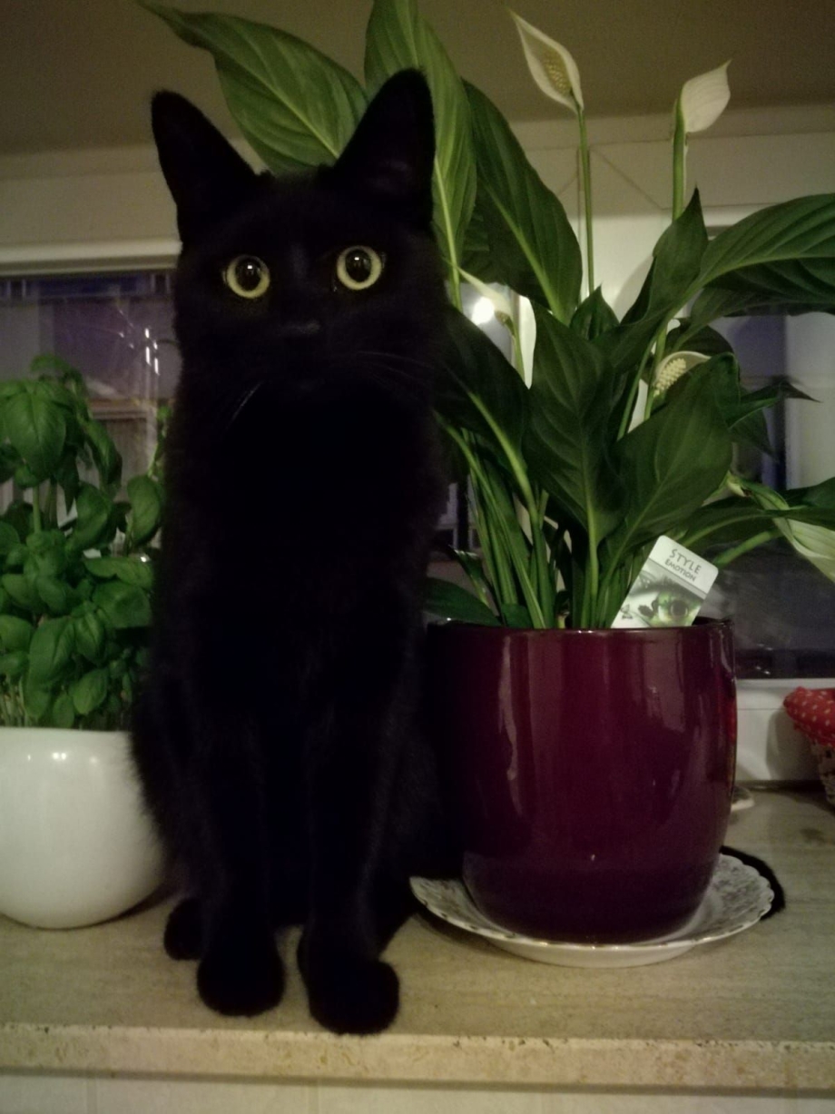 Кот домашний черный