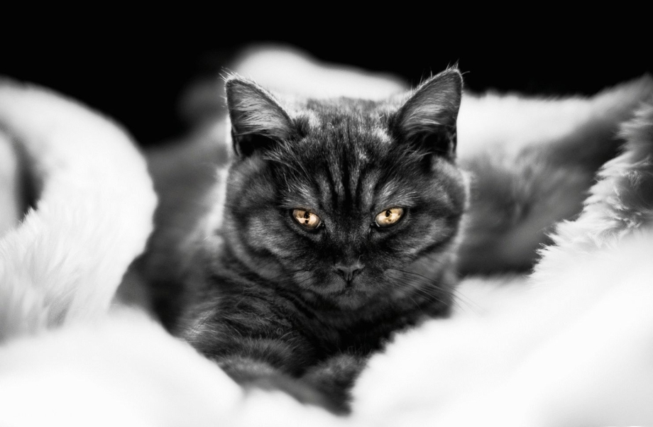 Чёрный кот Вася