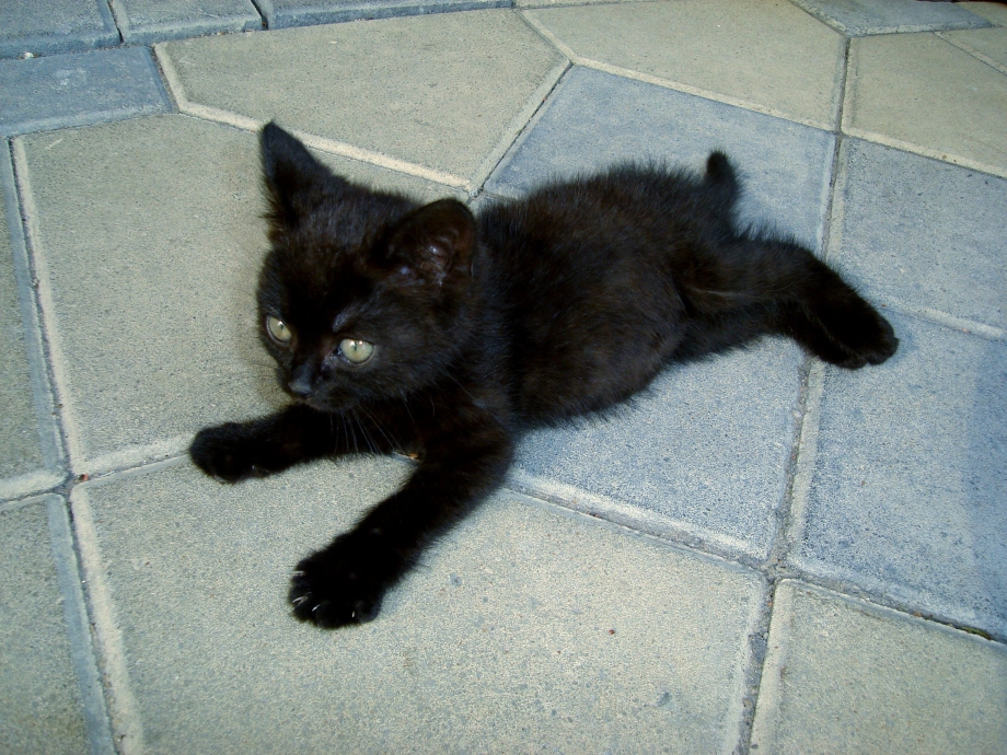 Черный котенок домашний