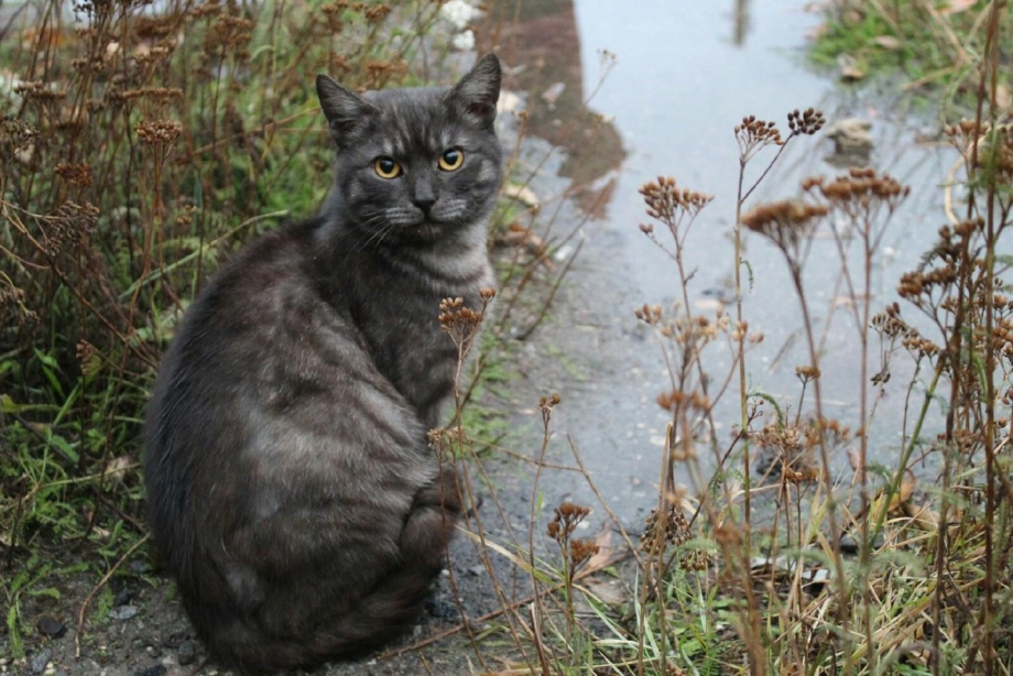 Котики в Ельце