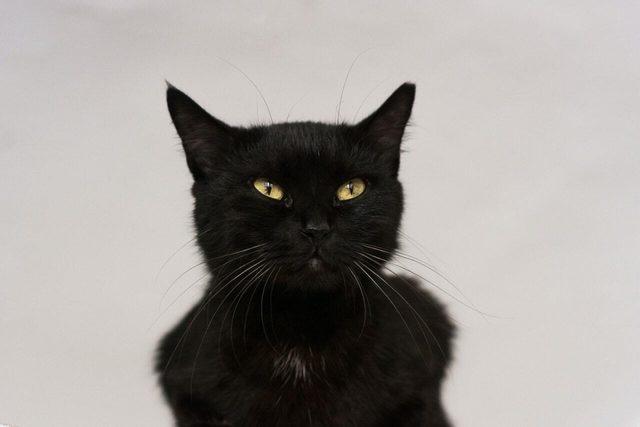 Черные коты