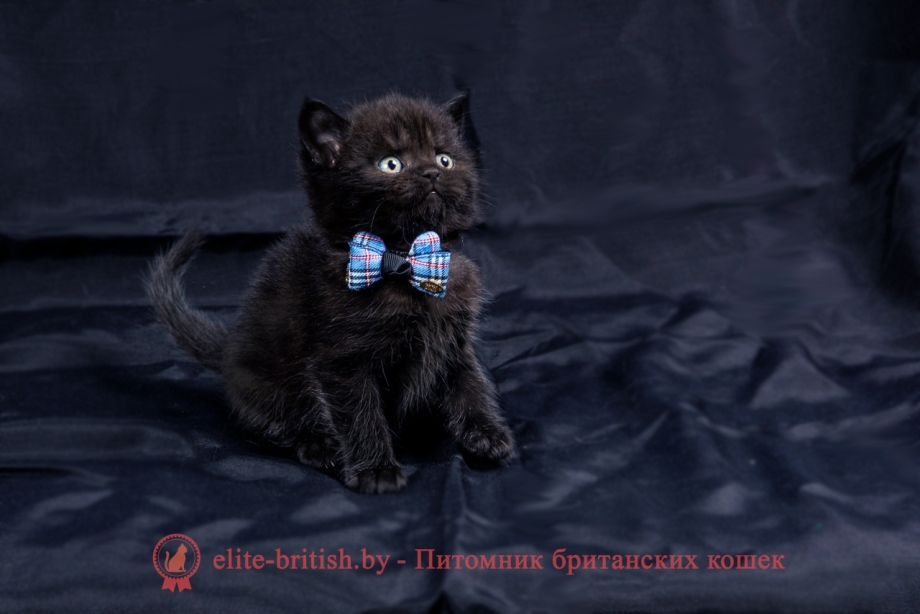 Котенок черный дым британский 12 12 20