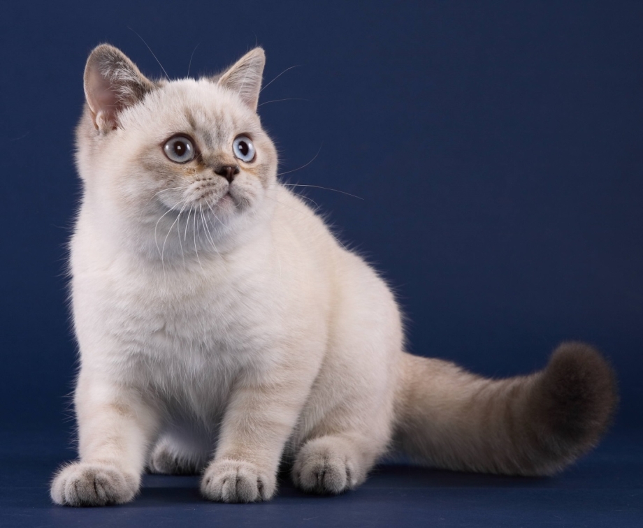 Британский кот колор Пойнт