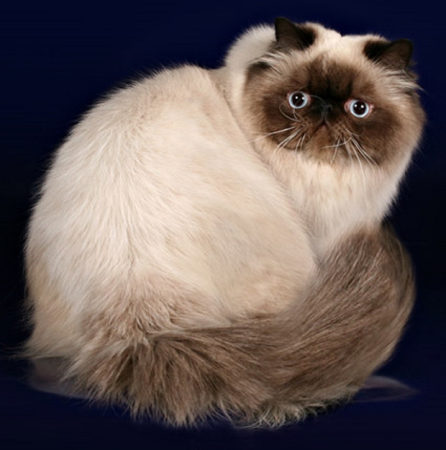 Гималайская кошка экзот