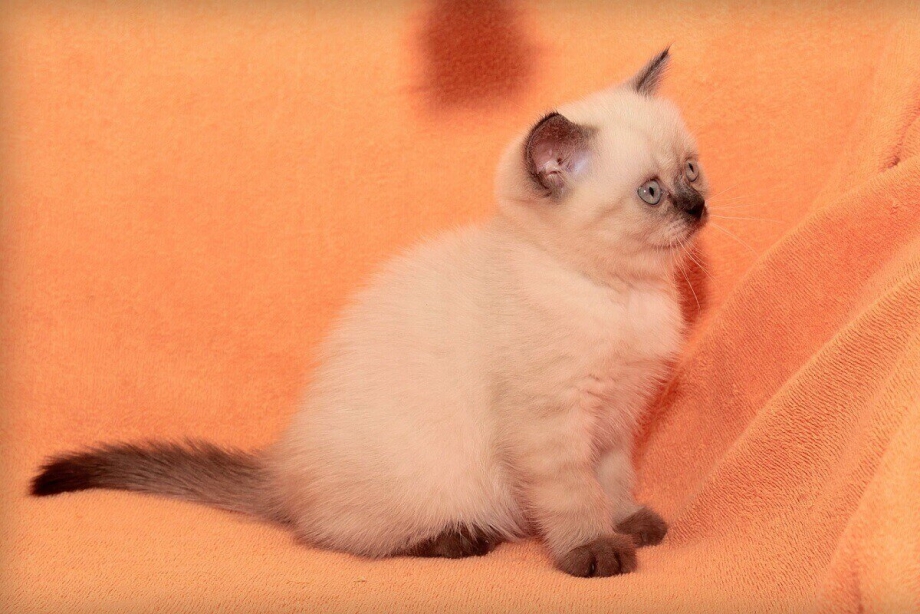 Британский кот колор Пойнт