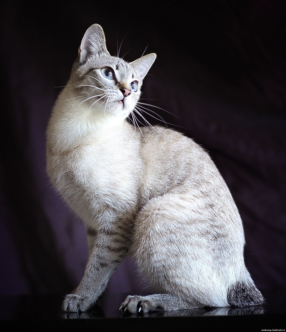 Тайский кот табби Пойнт
