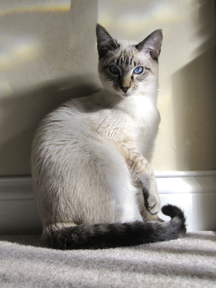 Тайская кошка tabby point метис