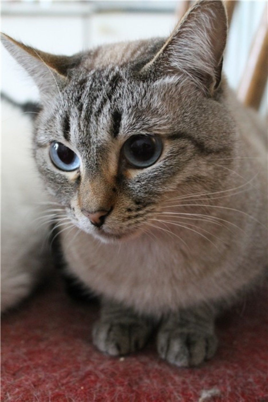 Сиамская Балинезийская кошка