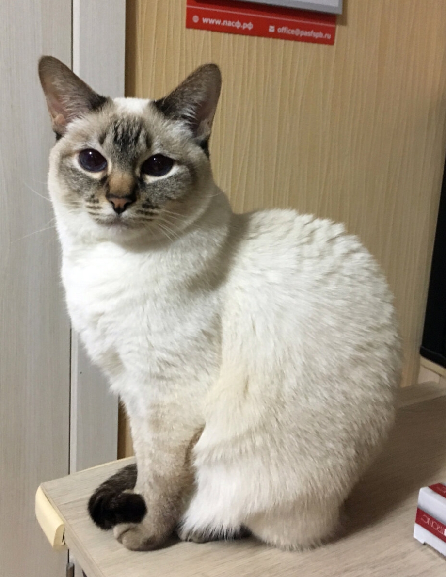 Тайский кот ред тебби Пойнт