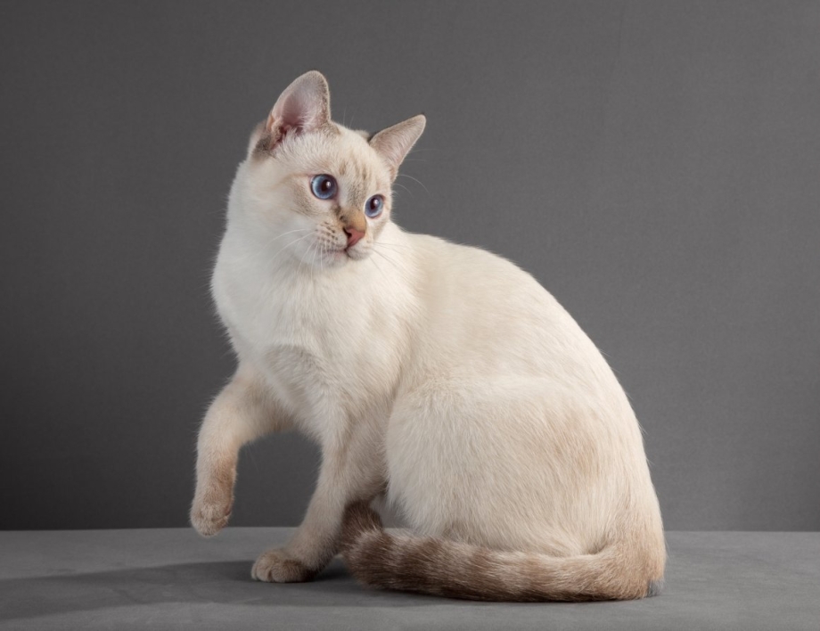 Lynx point Siamese