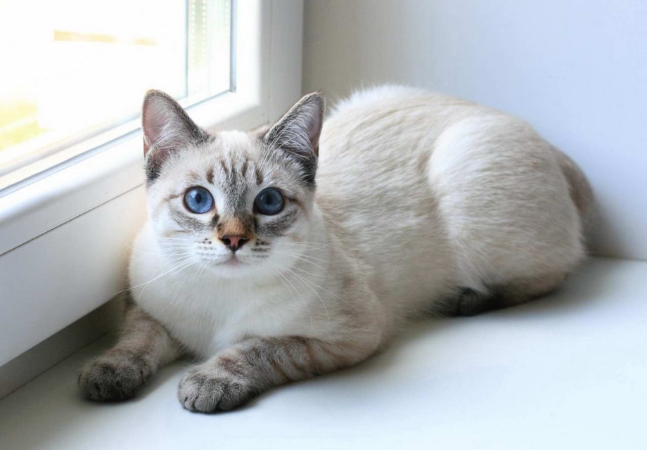 Тайский кот лечит?