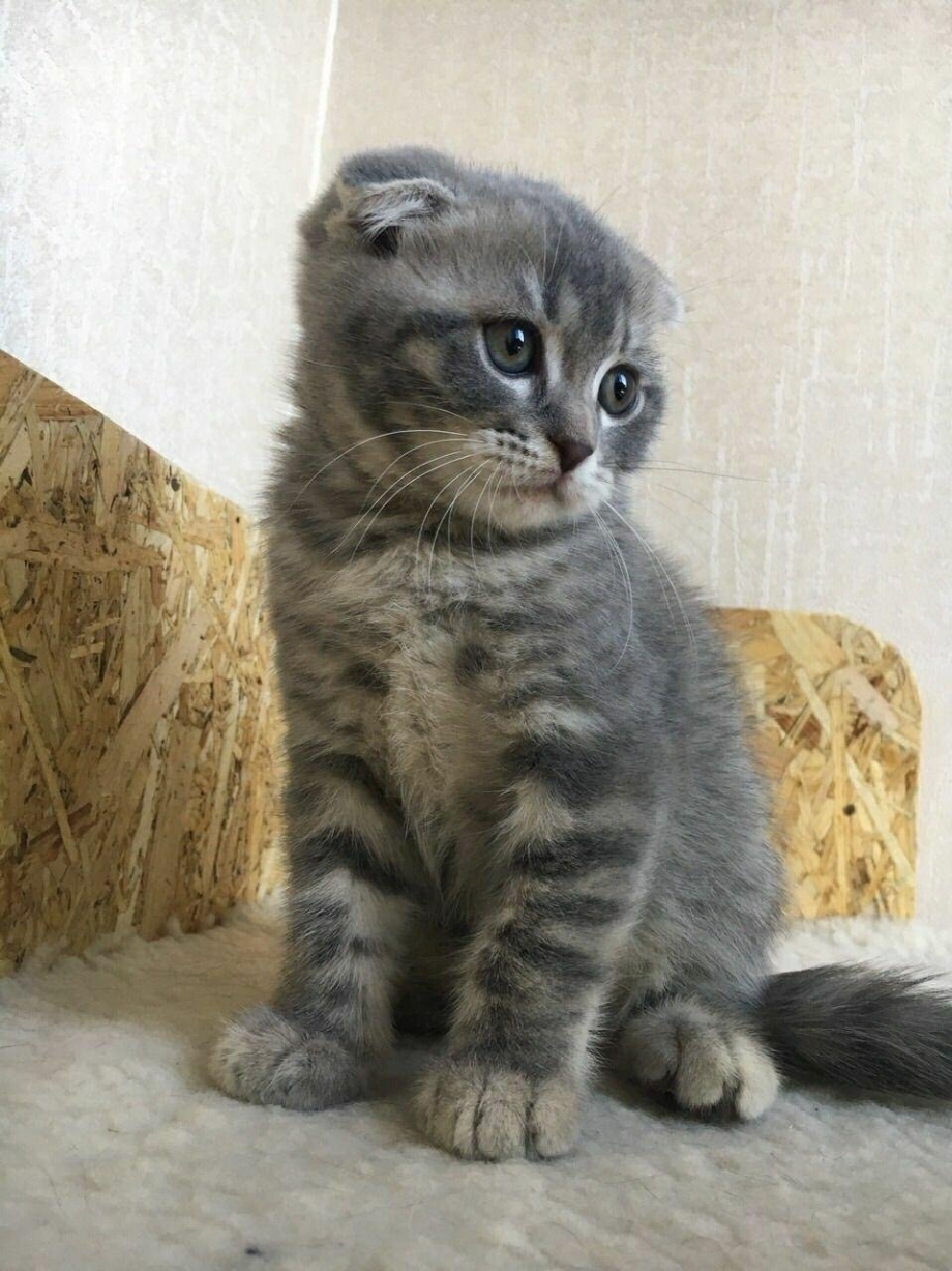 Шотландская вислоухая кошка табби