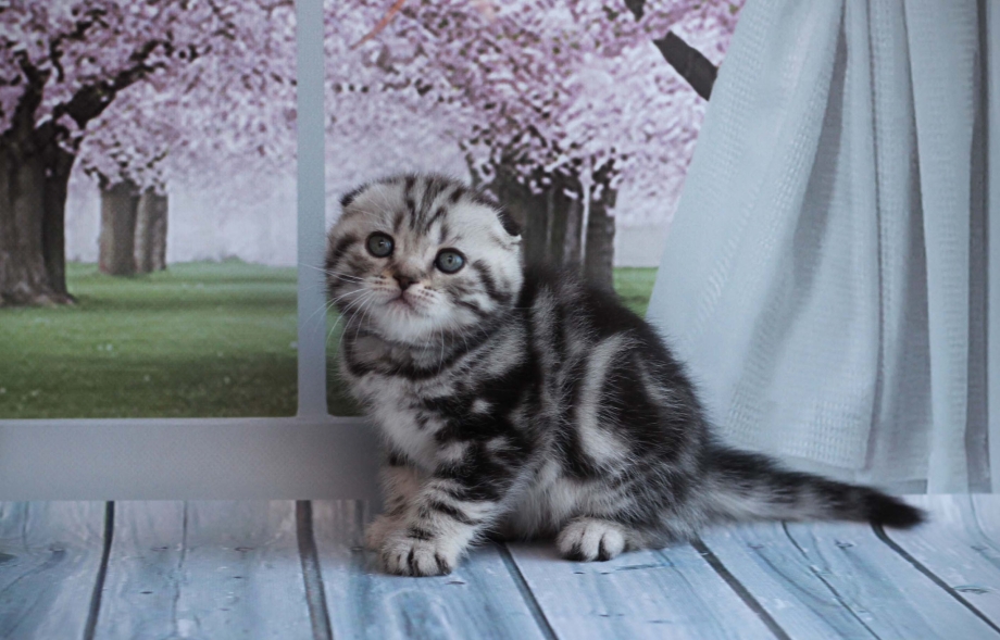 Британский вислоухий котенок полосатый