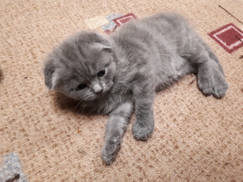 Карликовая Шотландская вислоухая кошка