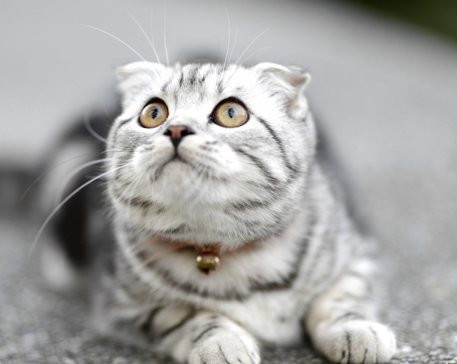 Кошки породы Шотландские вислоухие и котята