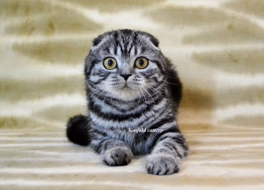 Шотланская Веселуха кошка