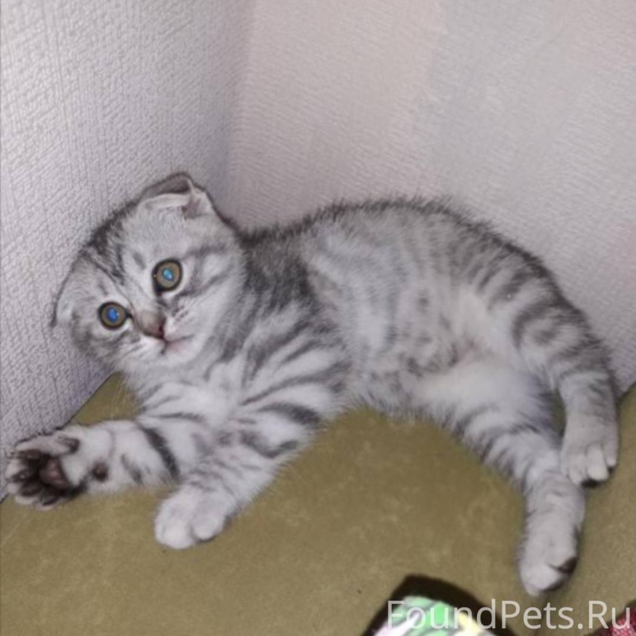 Шотландский вислоухий Whiskas