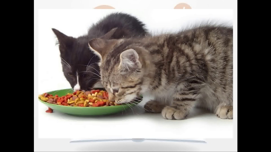 Рацион для котов 1 года