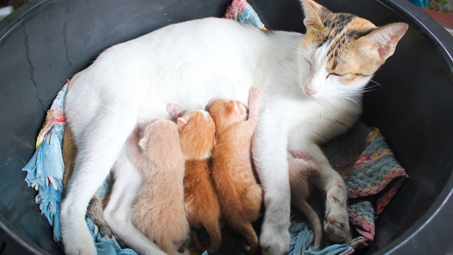 Кормящая кошка