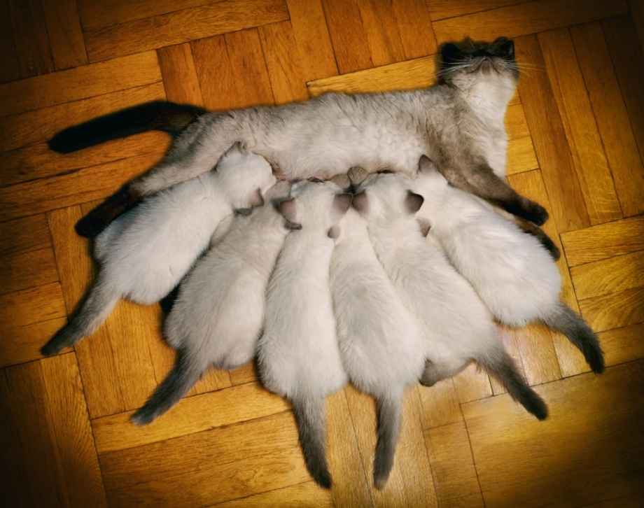 Корм для кота