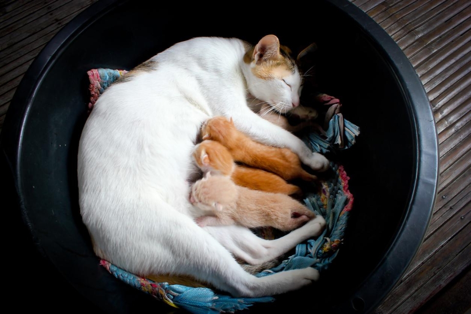 Кошка с котятами во сне