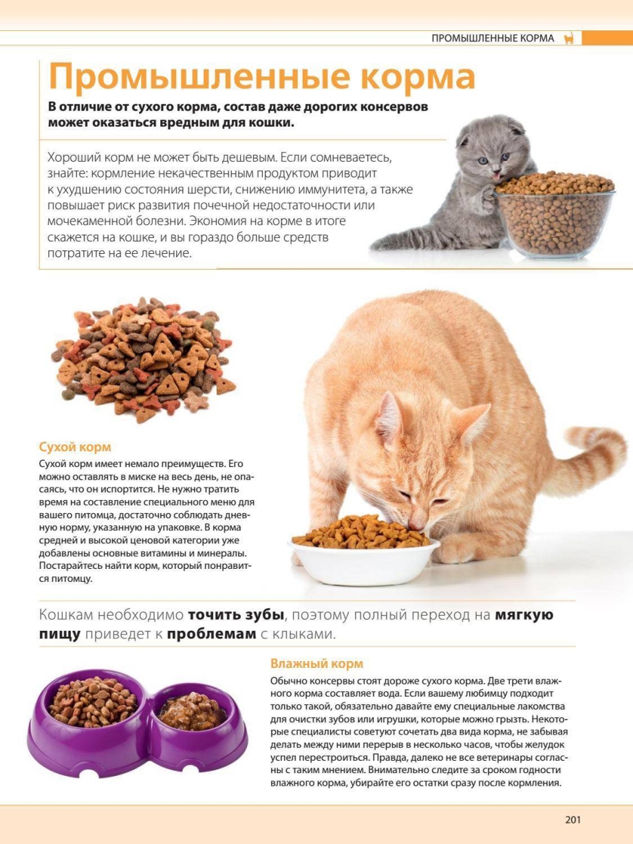 Шотландская прямоухая кошка питание