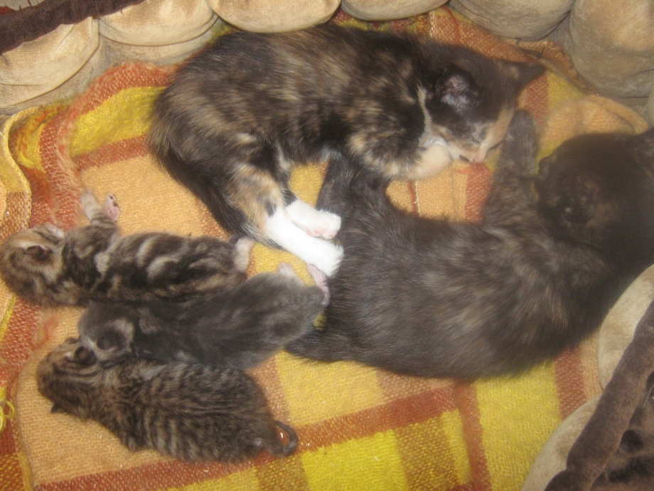 Кошка кормит котят новорожденных