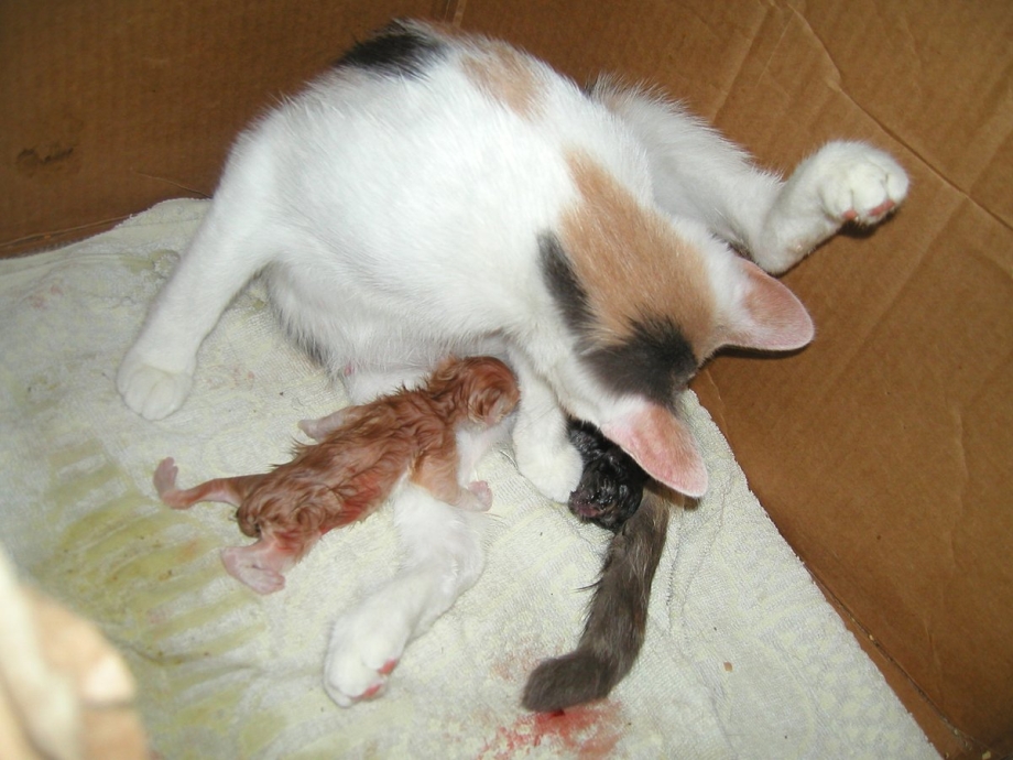 Кормящая кошка
