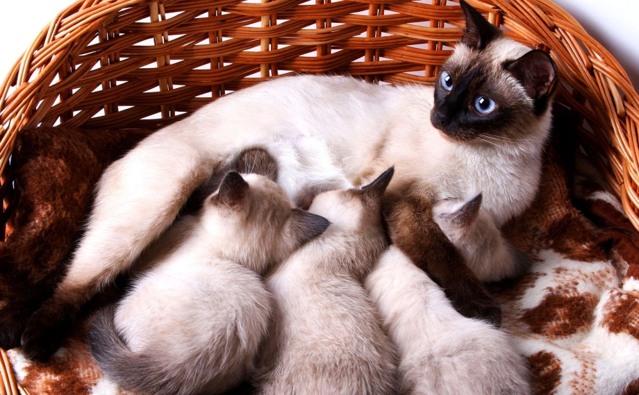 Кошка с котятами