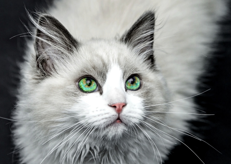 Абиссинская кошка фото