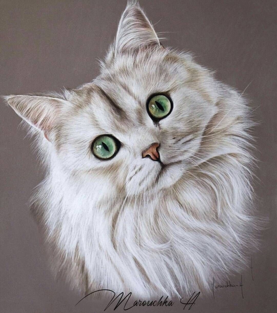 Белый кот пастелью
