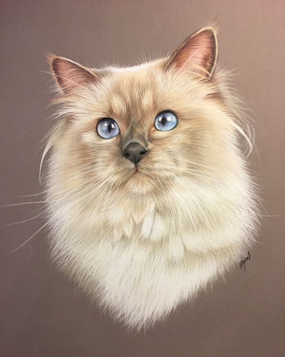 Арты котов