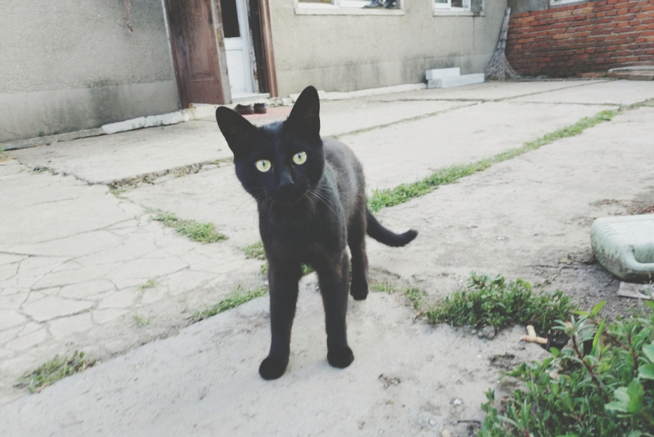 Она не танцует коты