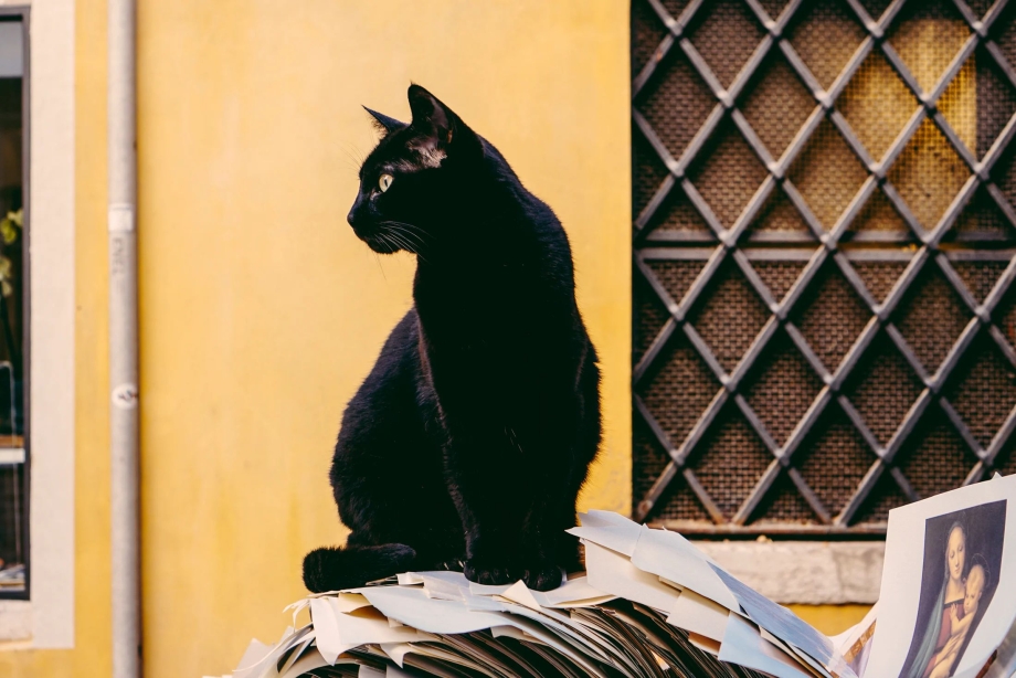 Черная гладкошерстная кошка