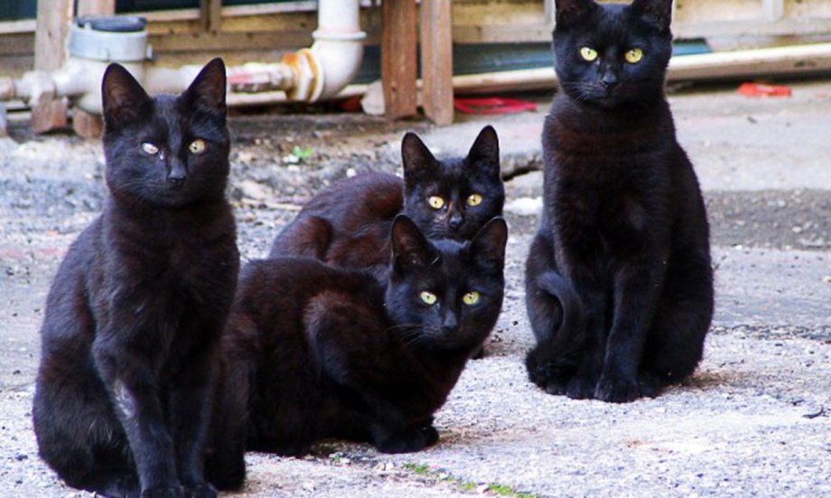 Стая чёрных кошек