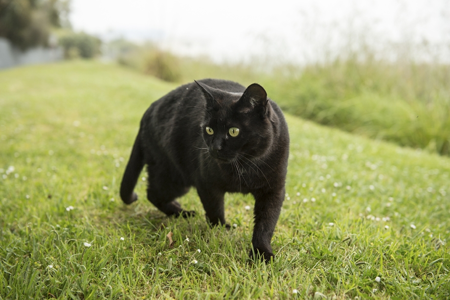Сиамская кошка черная