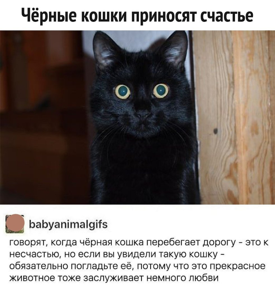 Черные коты в доме