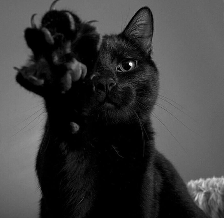 Много черных котят