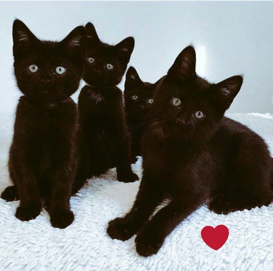 Четыре черных котенка