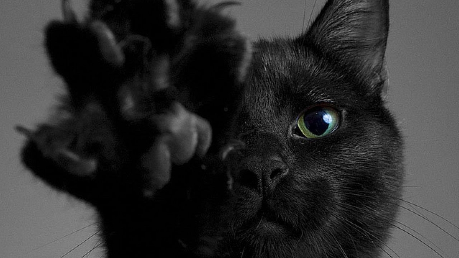 Кошечка черная