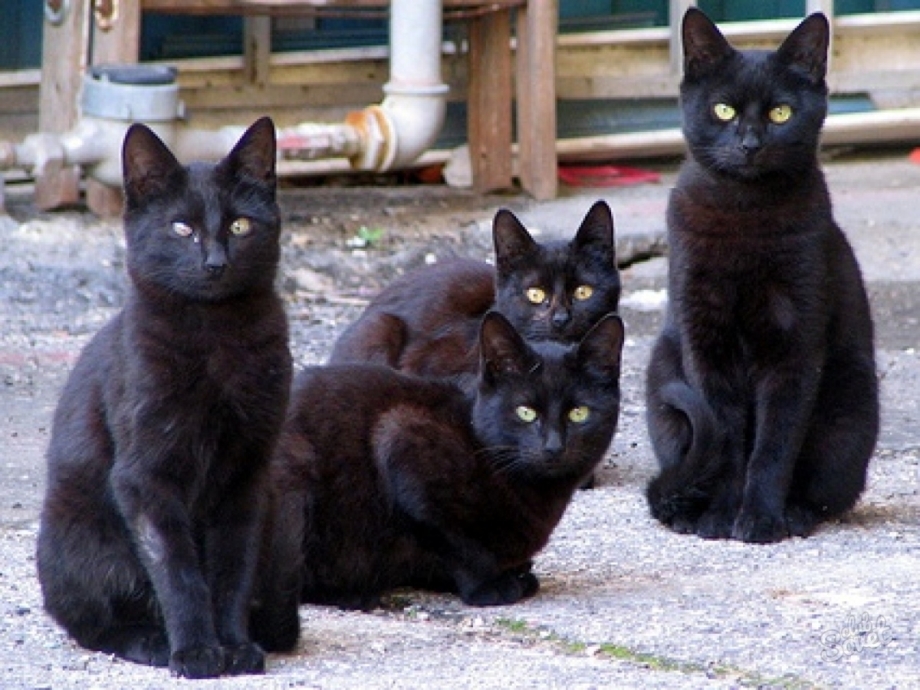 Черные коты много