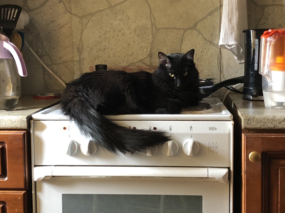 Черный кот храм
