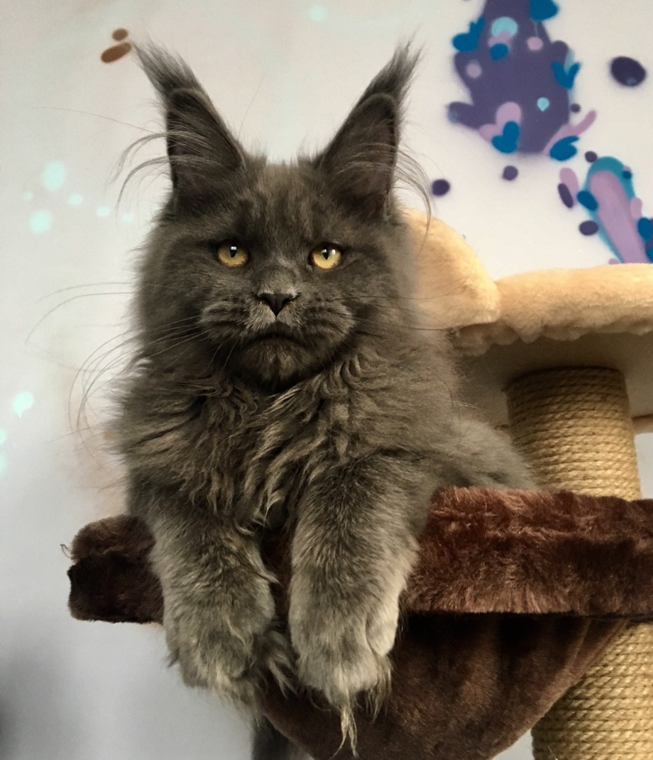 Кошка Мейн кун серая