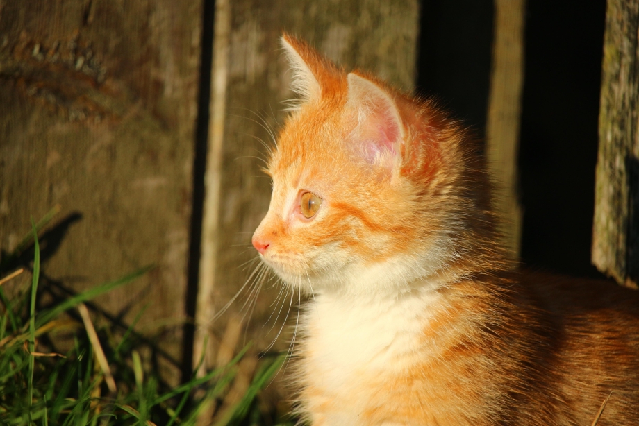 Tabby Cat рыжий