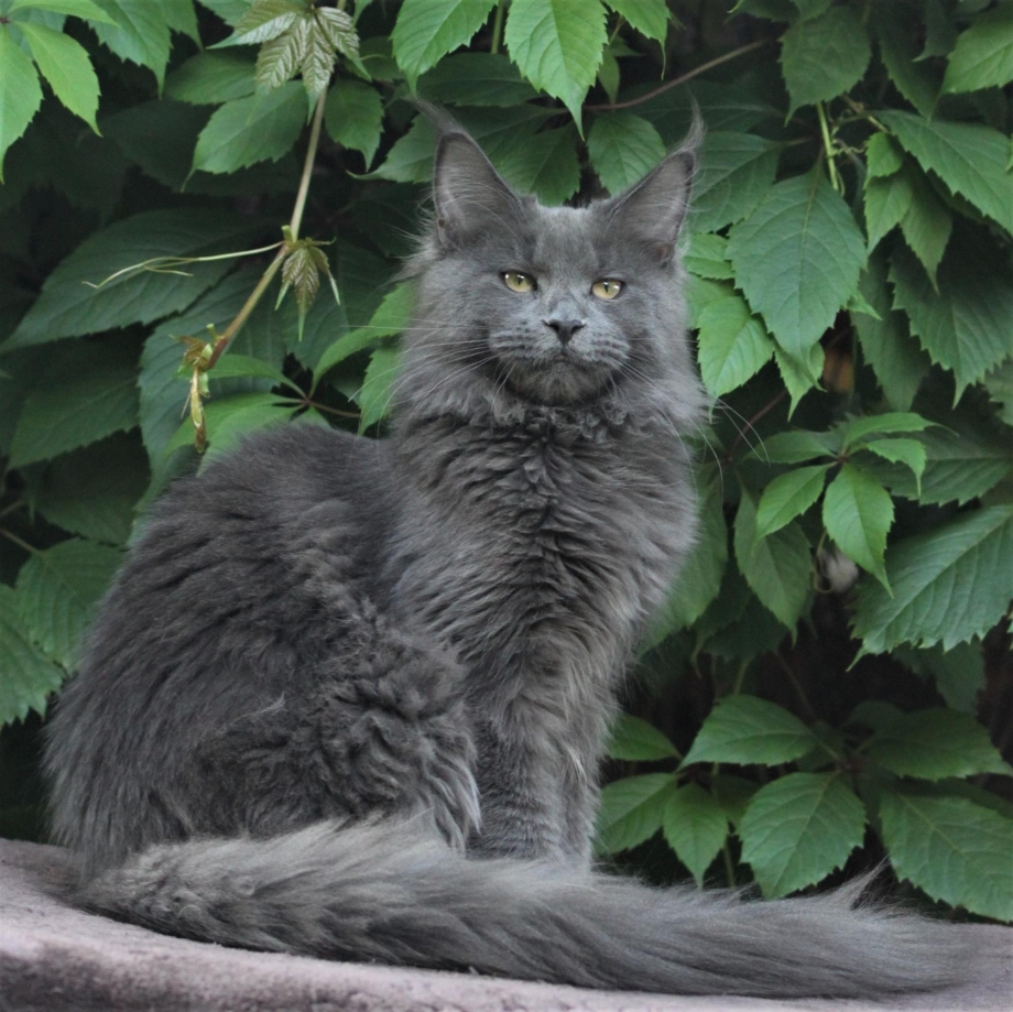 Мейн кун кошка голубая