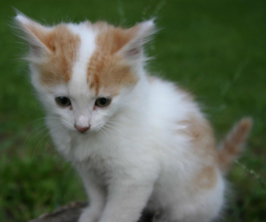 Котёнок рыжесеробелый